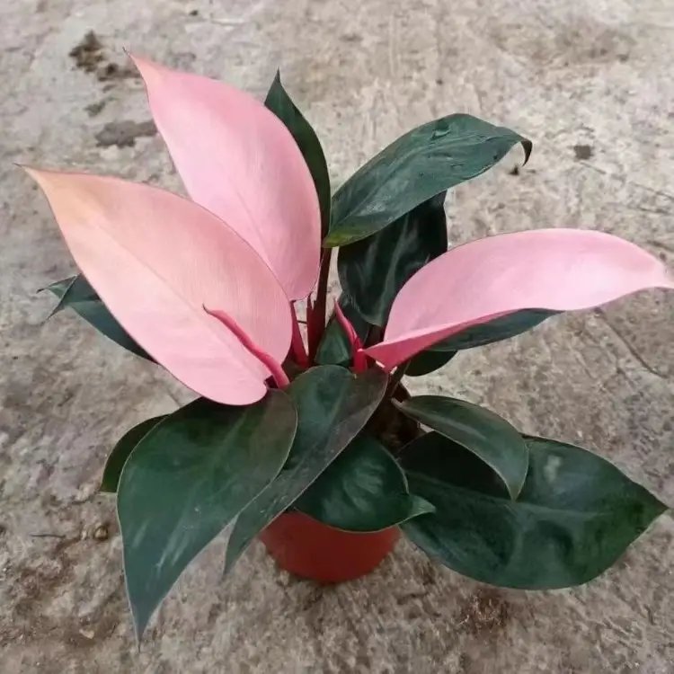 蔓<a href='http://fscangbo.com/caohuazhongzi/1572.html' target='_blank'>錦葵</a>杯苗容器苗