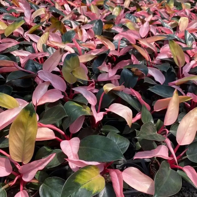 蔓錦葵杯苗容器苗