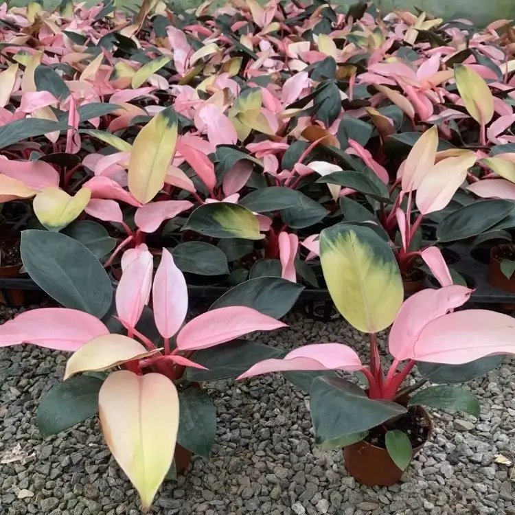 蔓錦葵杯苗容器苗