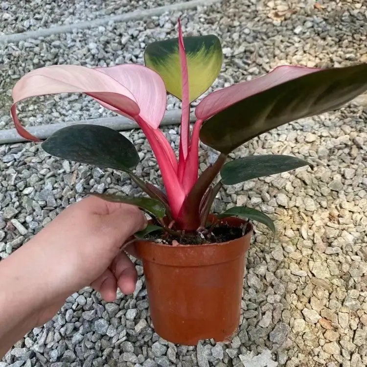 蔓錦葵杯苗容器苗