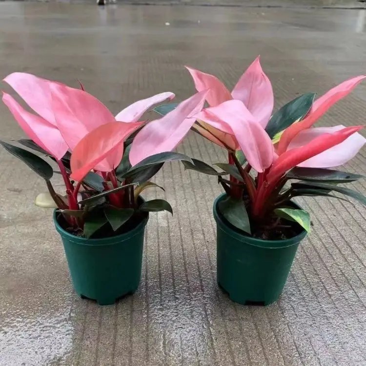 蔓錦葵杯苗容器苗