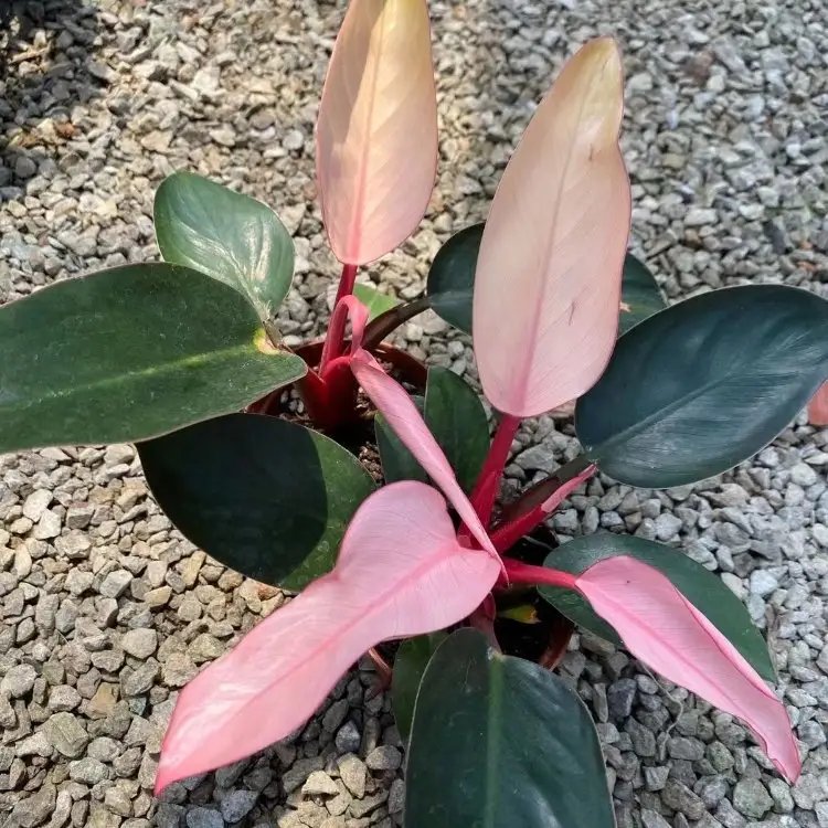 蔓錦葵杯苗容器苗