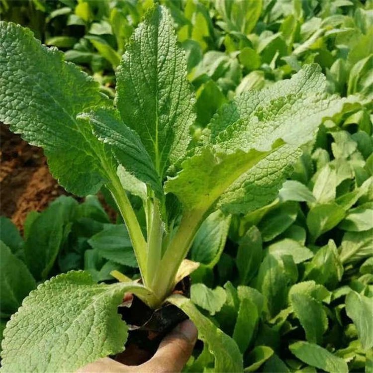 <a href='http://fscangbo.com/caohuazhongzi/1596.html' target='_blank'>毛地黃</a>杯苗容器苗