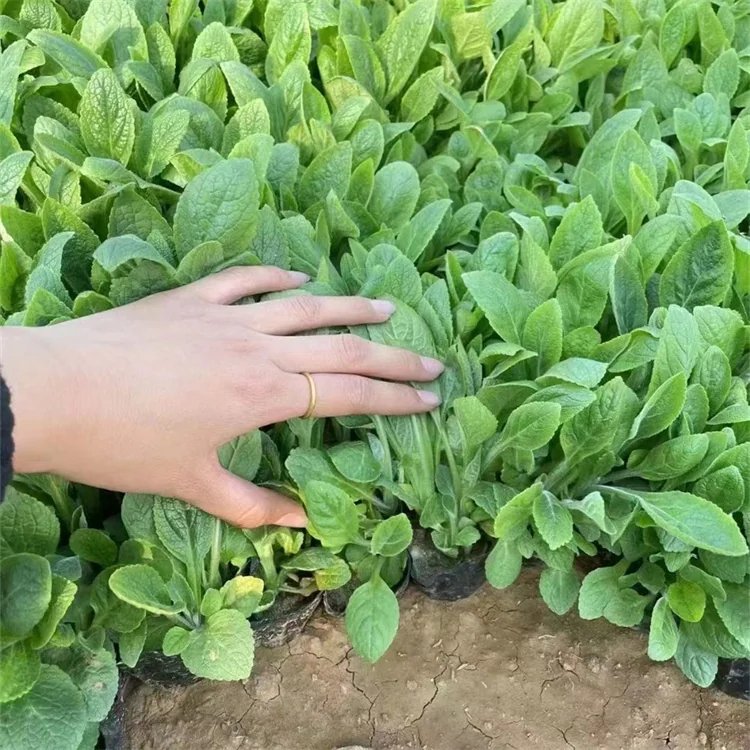 <a href='http://fscangbo.com/caohuazhongzi/1596.html' target='_blank'>毛地黃</a>杯苗容器苗