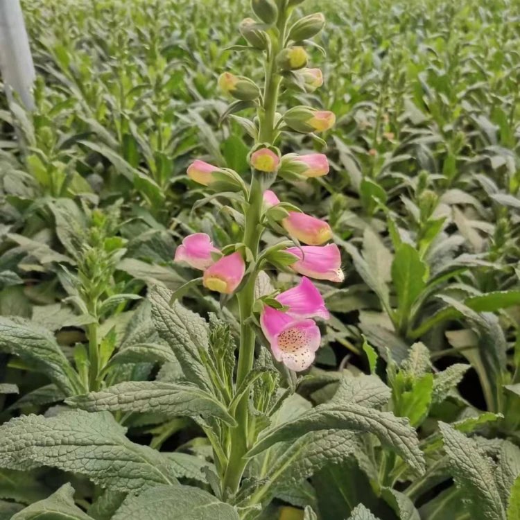 毛地黃杯苗容器苗