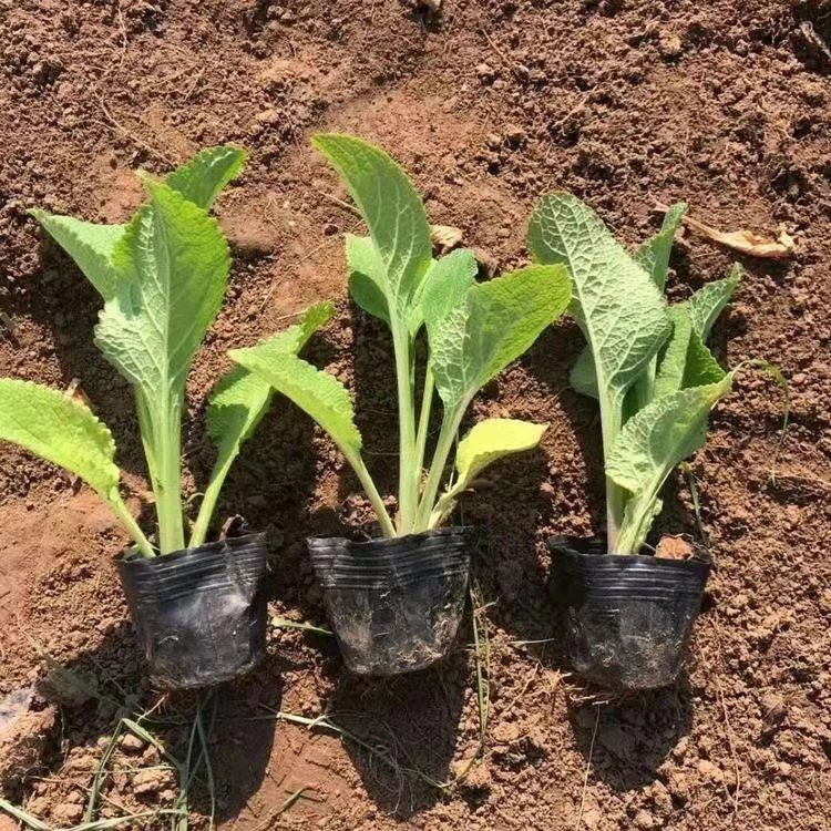 毛地黃杯苗容器苗