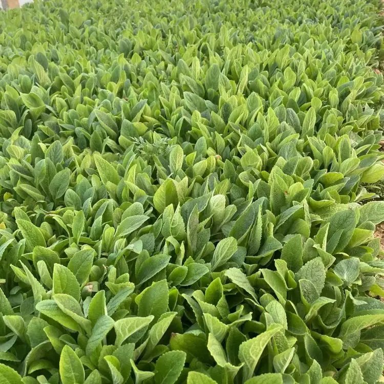 毛地黃杯苗容器苗