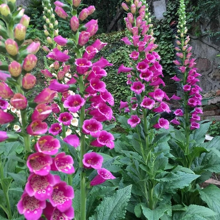 毛地黃杯苗容器苗