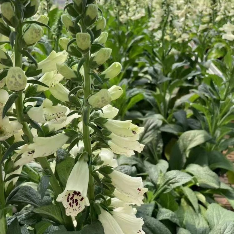 毛地黃杯苗容器苗