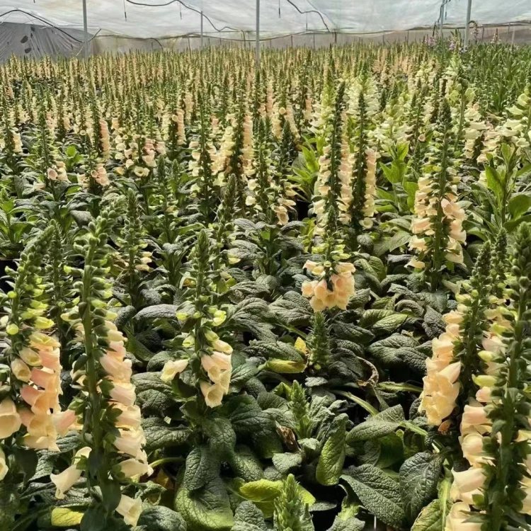 毛地黃杯苗容器苗