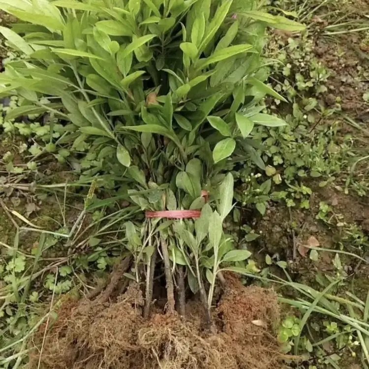 毛鵑杯苗容器苗毛球裸根