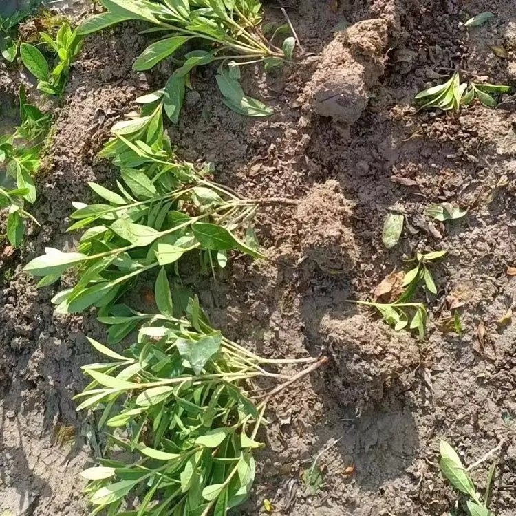 毛鵑杯苗容器苗毛球裸根