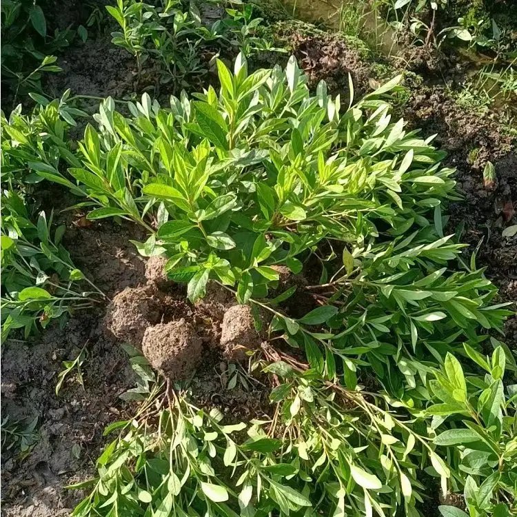 <a href='http://fscangbo.com/dibeiguanmu/3523.html' target='_blank'>毛鵑</a>杯苗容器苗毛球裸根