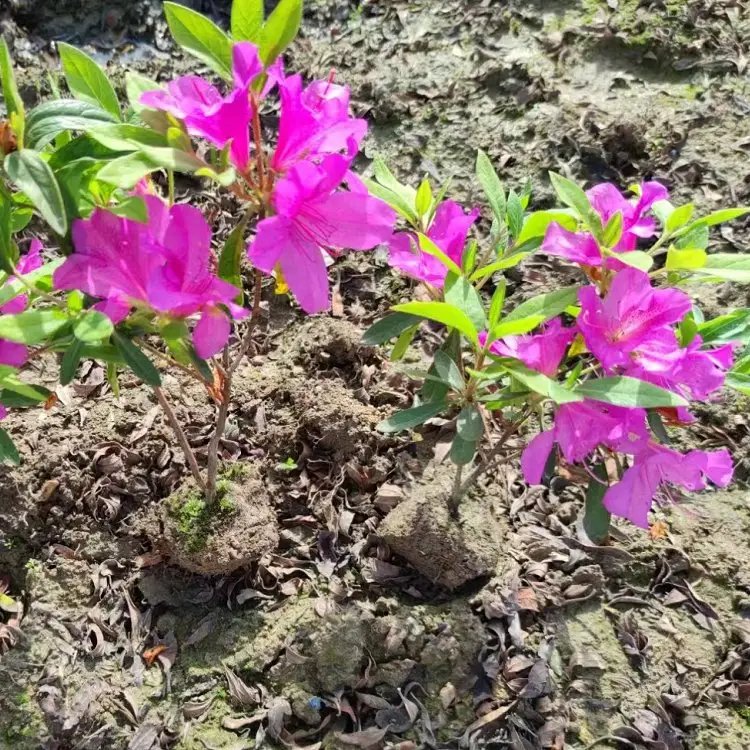 毛鵑杯苗容器苗毛球裸根