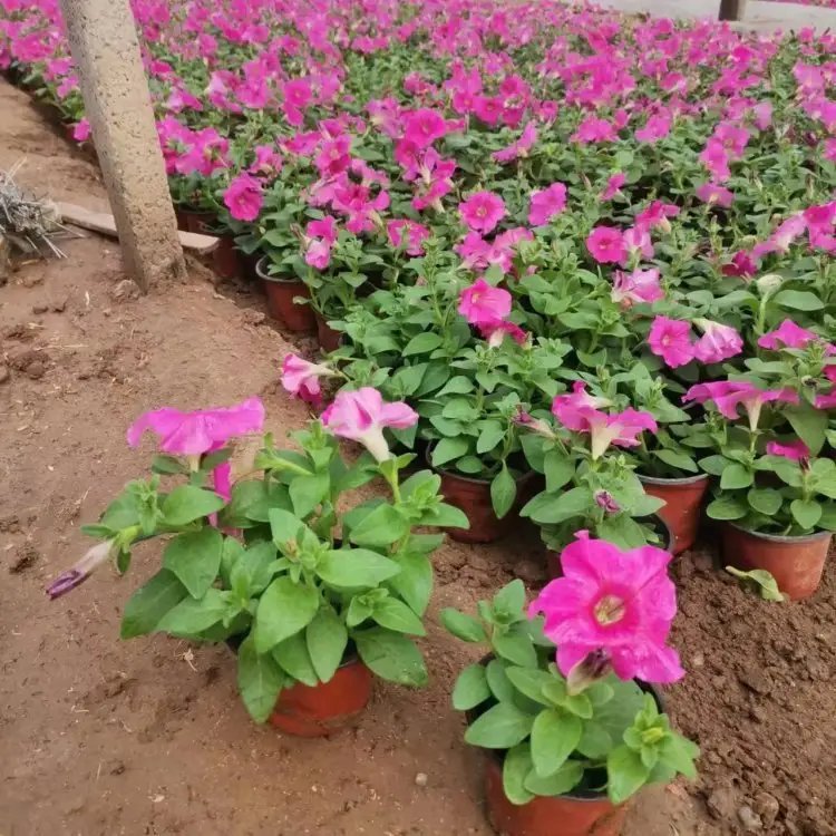 玫紅牽?；ū缛萜髅?/></p><p style=