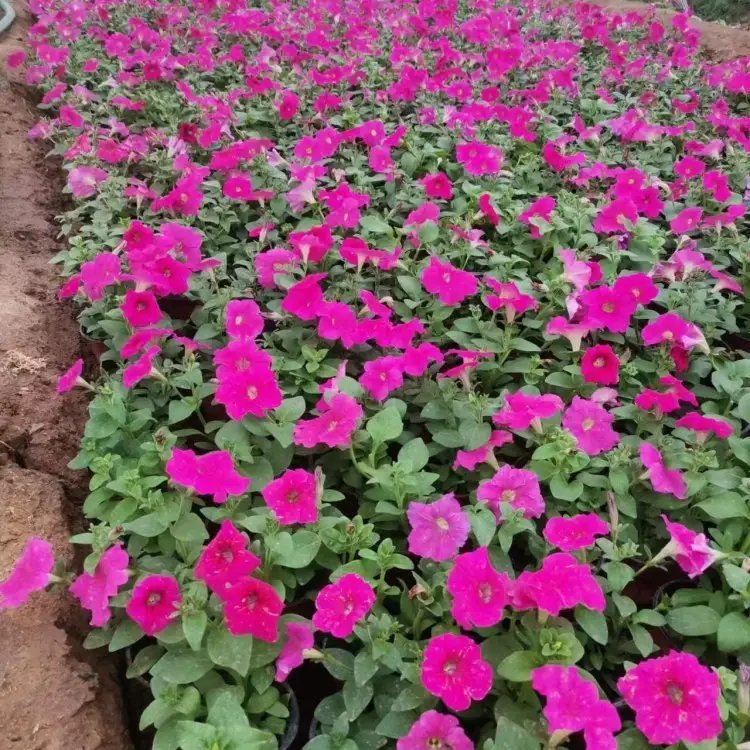 玫紅牽?；ū缛萜髅?/></p><p style=