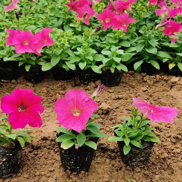 玫紅<a href='http://fscangbo.com/caohuazhongzi/1613.html' target='_blank'>牽牛花</a>杯苗容器苗