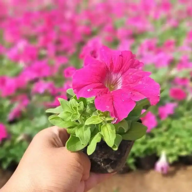 玫紅<a href='http://fscangbo.com/caohuazhongzi/1613.html' target='_blank'>牽牛花</a>杯苗容器苗