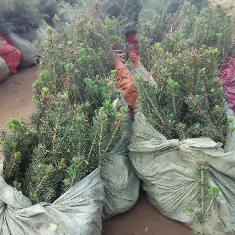 美國(guó)藍(lán)杉杯苗容器苗