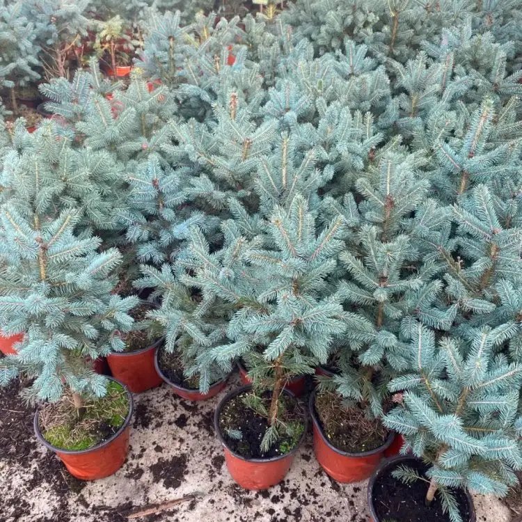 美國(guó)藍(lán)杉杯苗容器苗