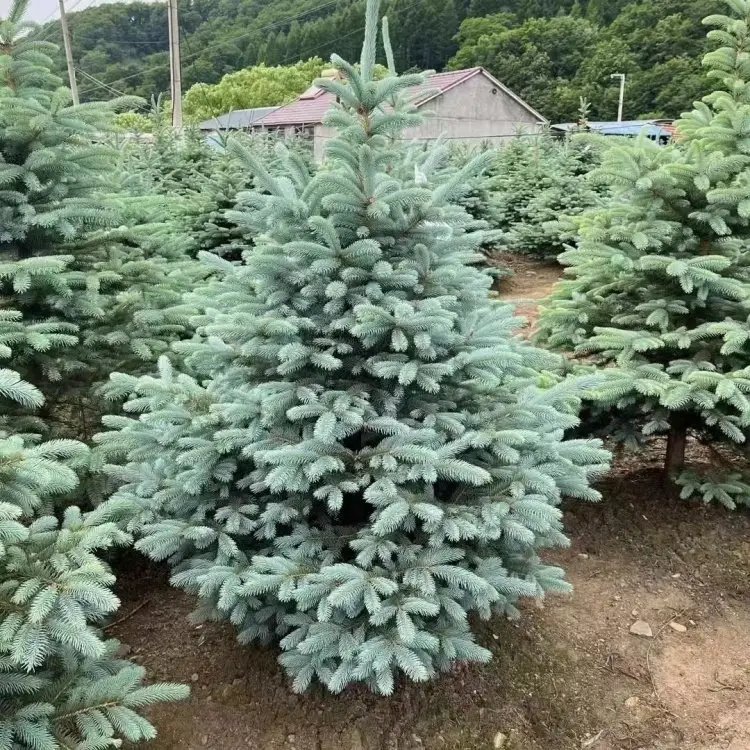 美國(guó)藍(lán)杉杯苗容器苗