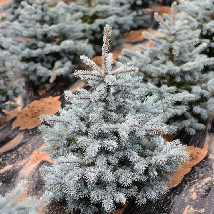 美國(guó)藍(lán)杉杯苗容器苗