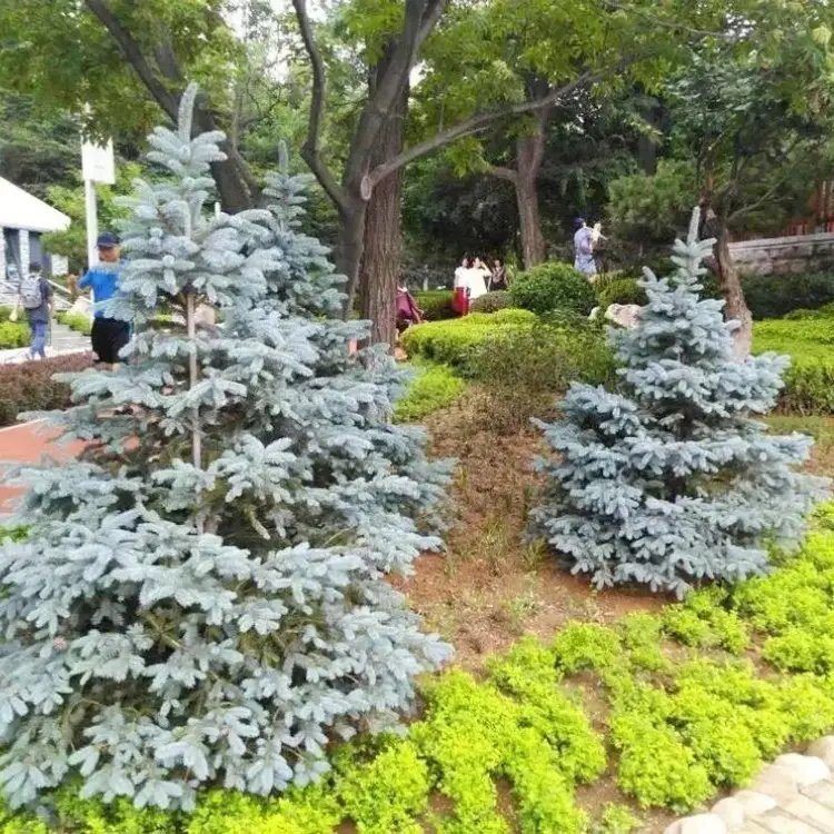 美國(guó)藍(lán)杉杯苗容器苗