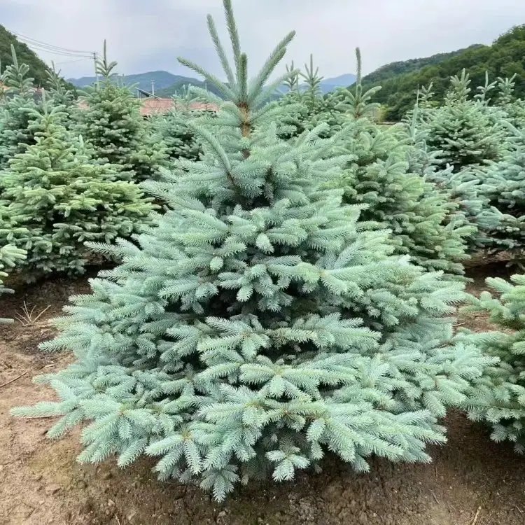 美國(guó)藍(lán)杉杯苗容器苗