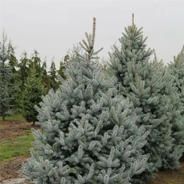 美國(guó)藍(lán)杉杯苗容器苗