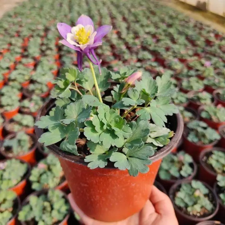 耬斗菜杯苗容器苗