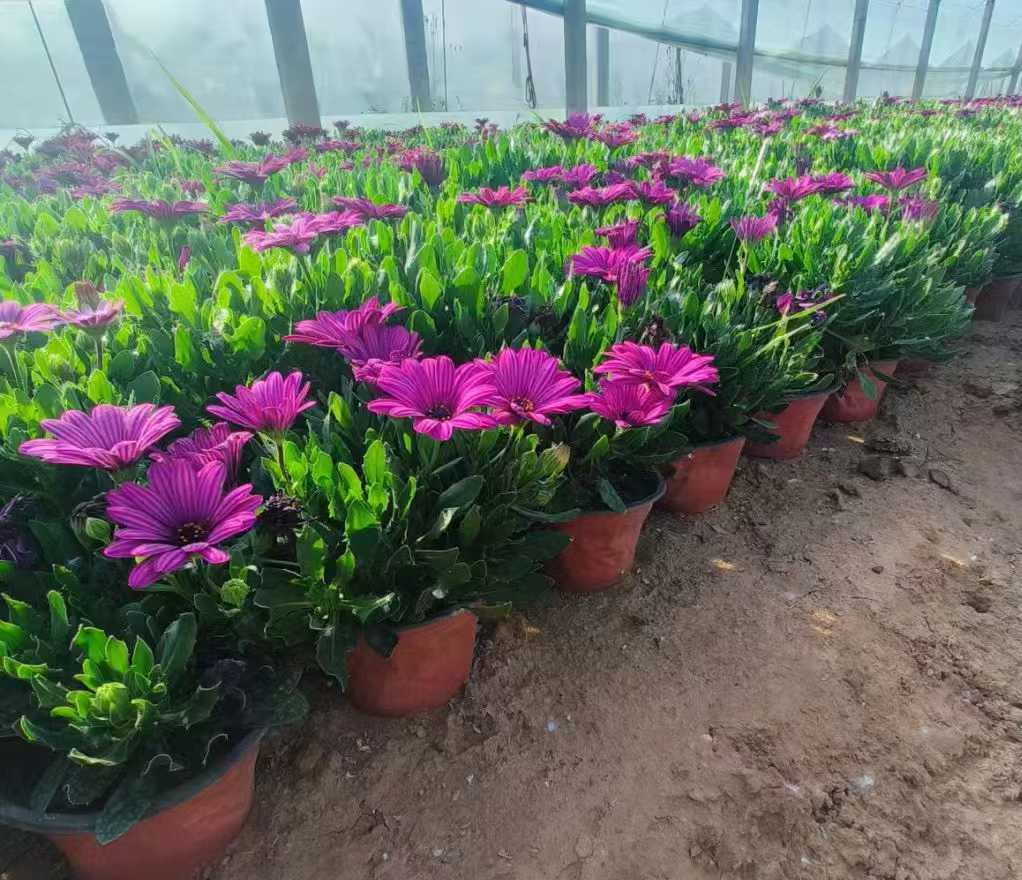 非洲<a href='http://fscangbo.com/caohuazhongzi/1631.html' target='_blank'>萬壽菊</a>2.jpg